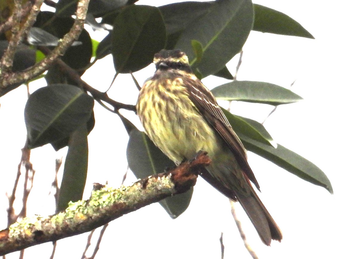 Variegated Flycatcher - ML642069789