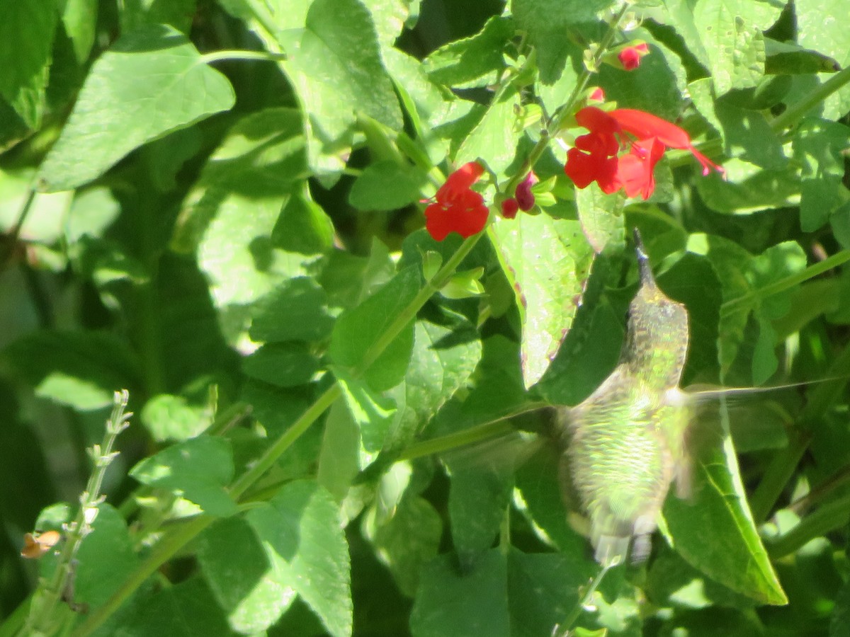 Ruby-throated/Black-chinned Hummingbird - ML642069791