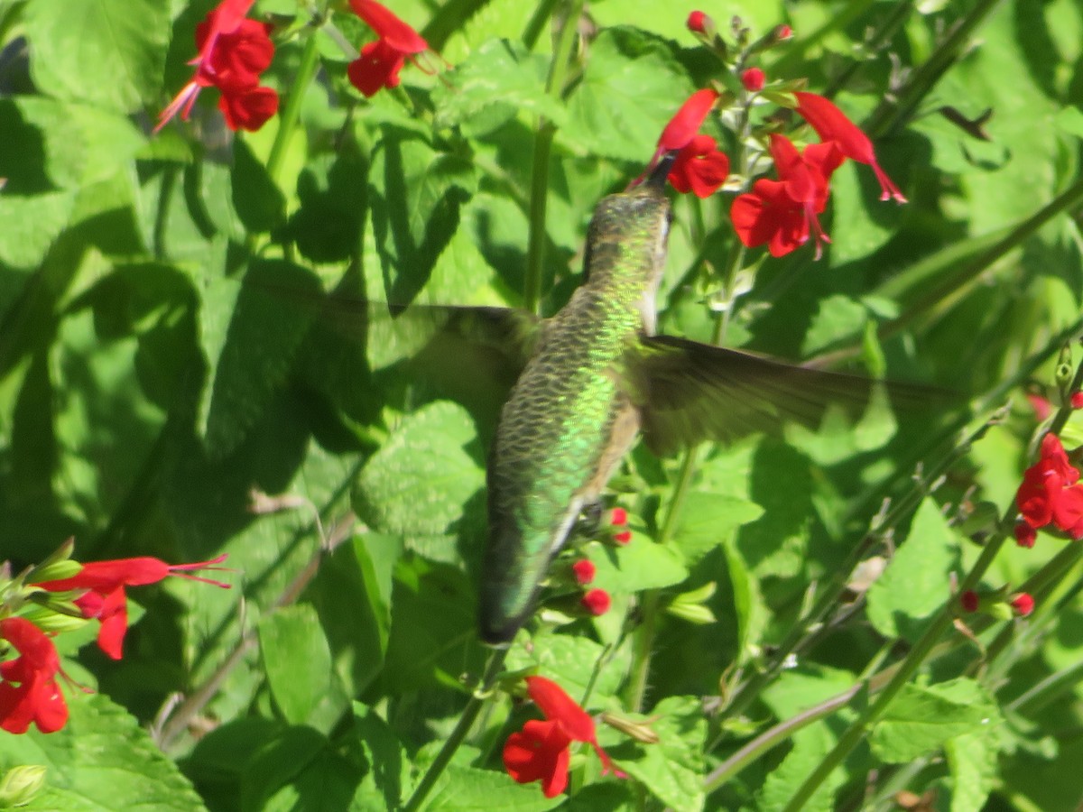 Ruby-throated/Black-chinned Hummingbird - ML642069792