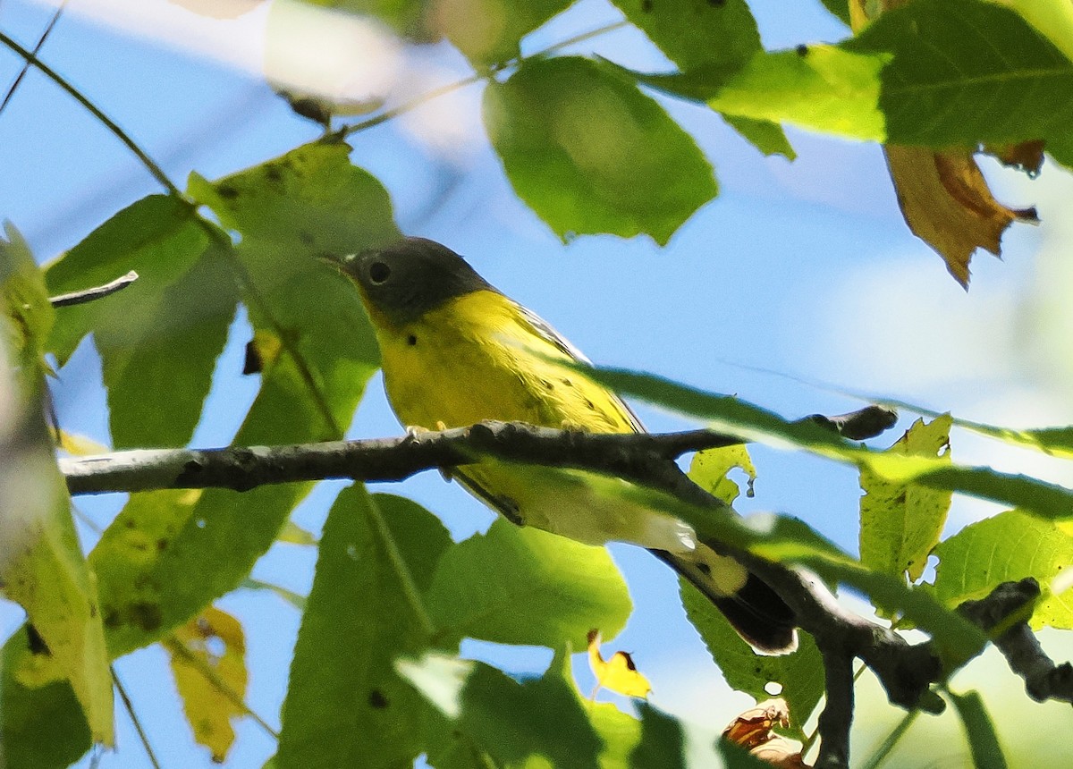 Magnolia Warbler - ML642069793