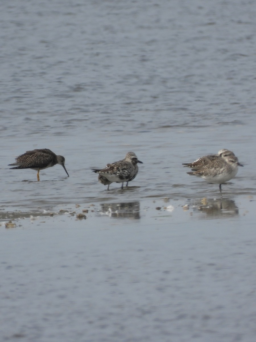 Short-billed Dowitcher - ML642069800