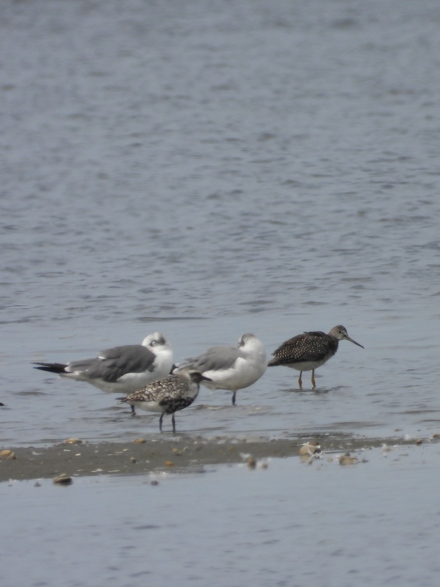 Short-billed Dowitcher - ML642069801