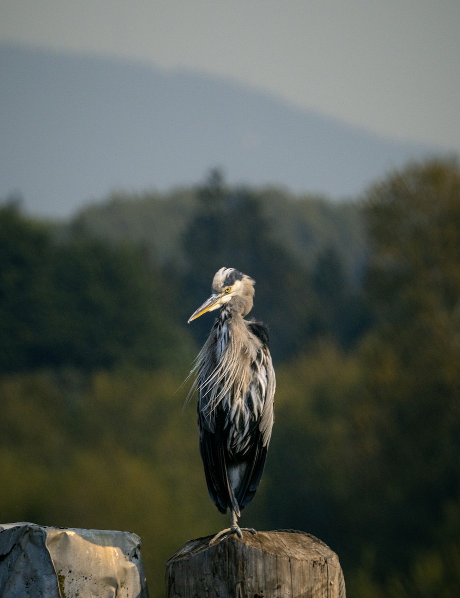 Great Blue Heron - ML642069802