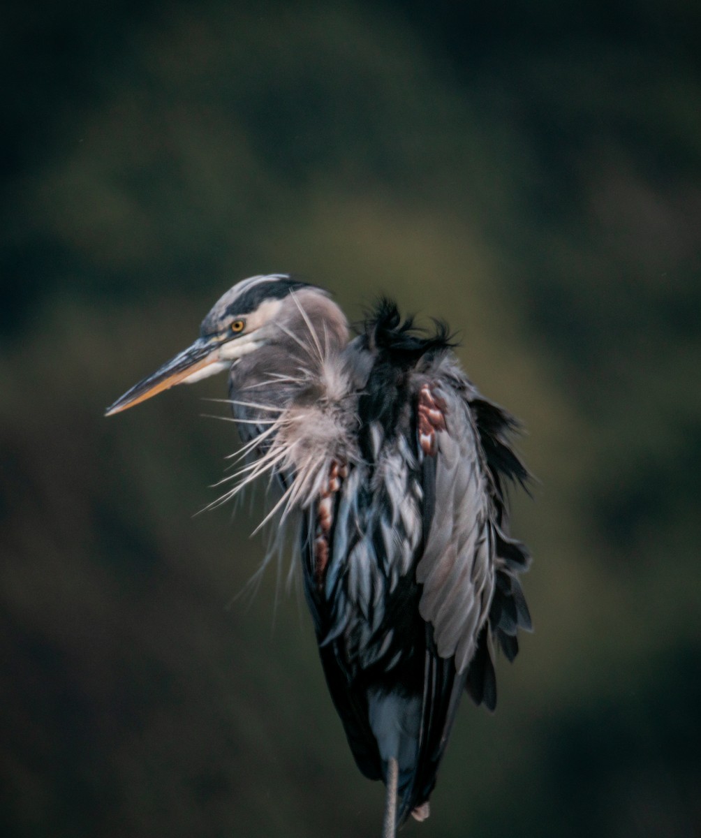 Great Blue Heron - ML642069803