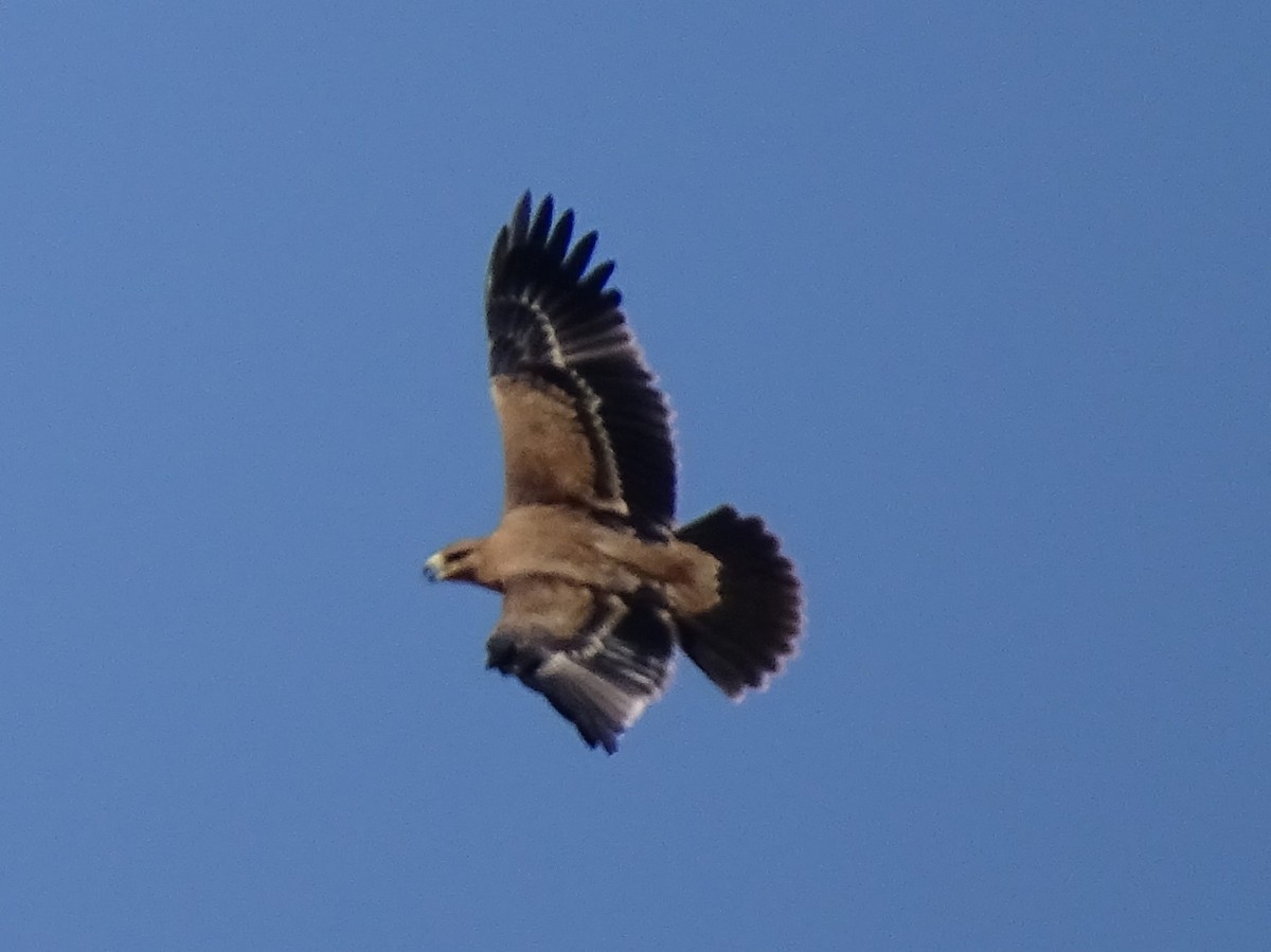 Aquila imperiale iberica - ML642069804