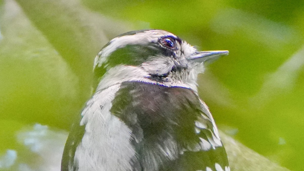 Downy Woodpecker - ML642069805