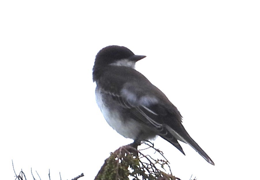 Eastern Kingbird - ML642069806