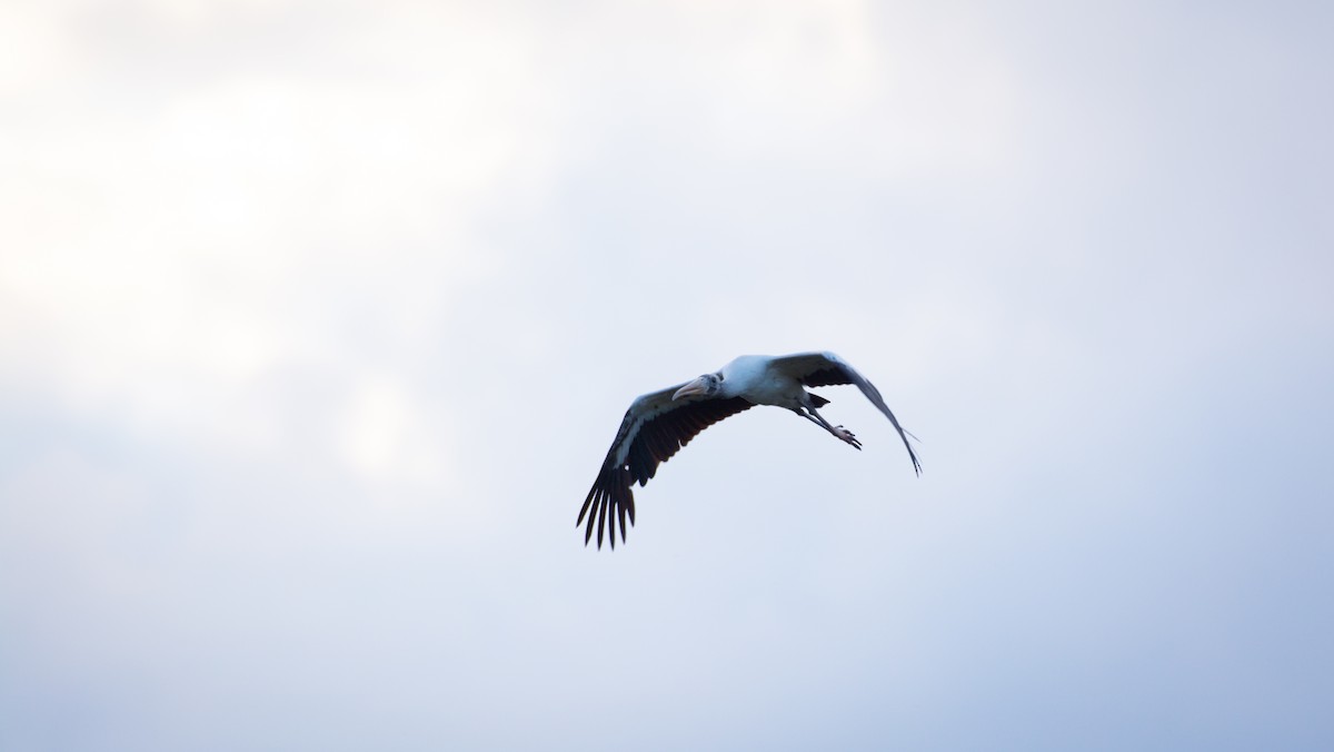 Wood Stork - ML642069808