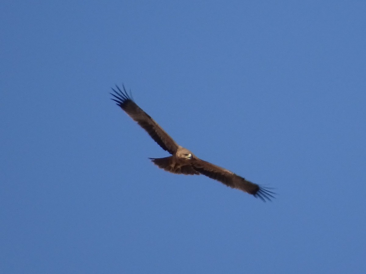 Aquila imperiale iberica - ML642069814