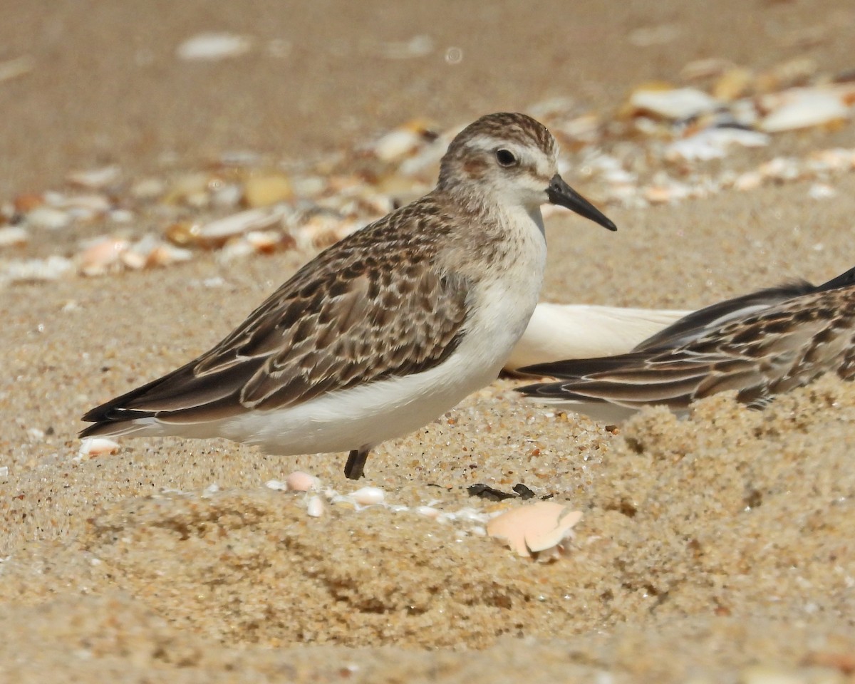 Semipalmated Sandpiper - ML642069816