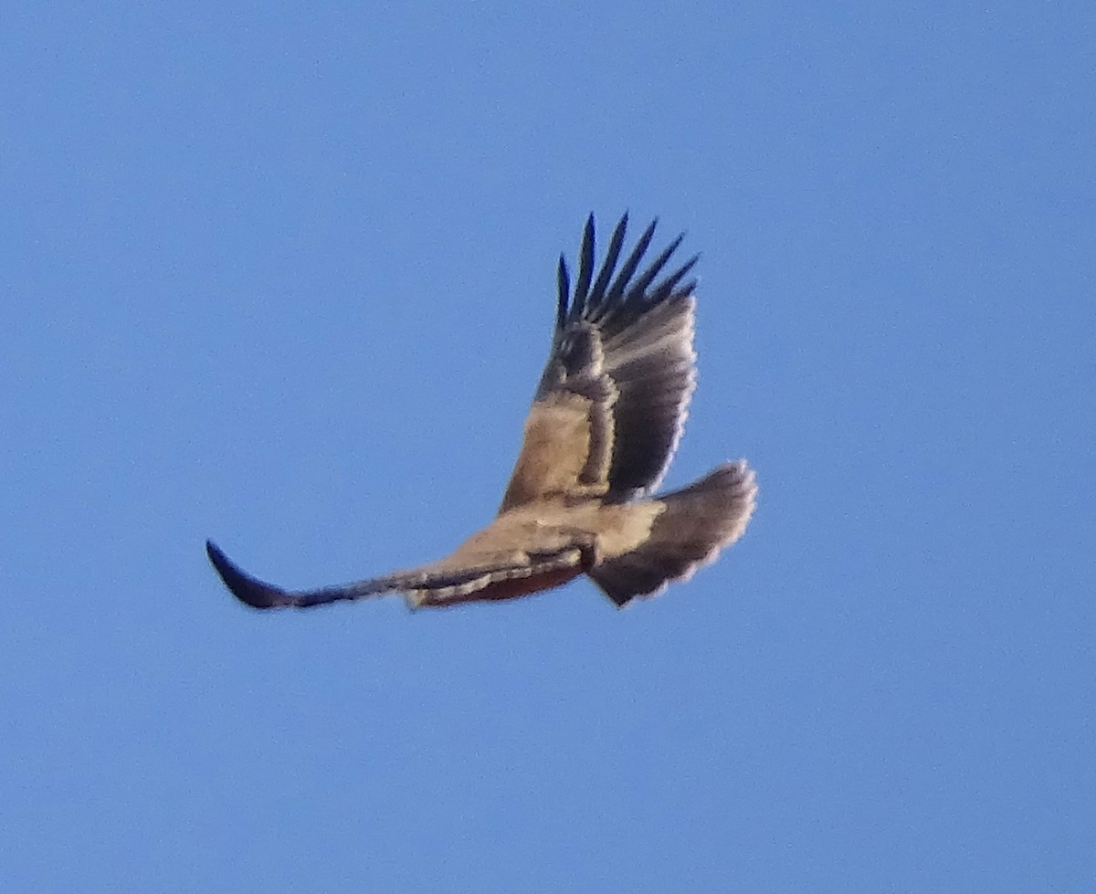 Aquila imperiale iberica - ML642069820