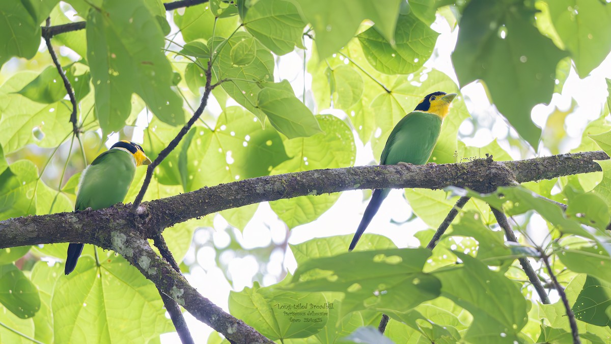 Long-tailed Broadbill - ML642069825