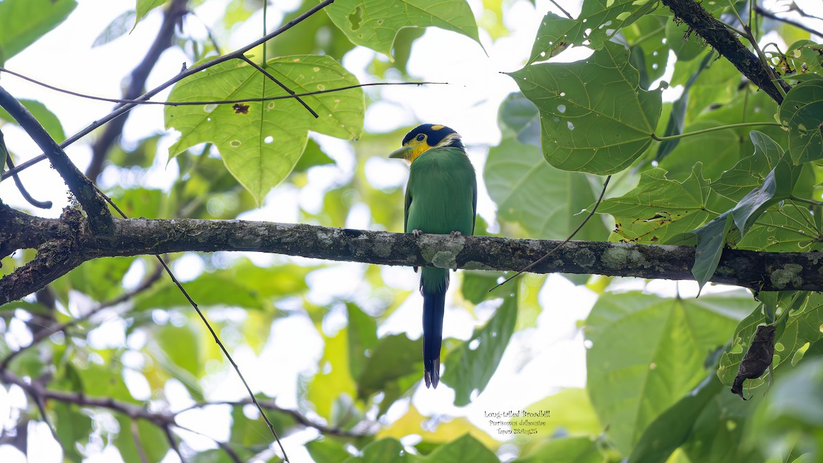 Long-tailed Broadbill - ML642069826