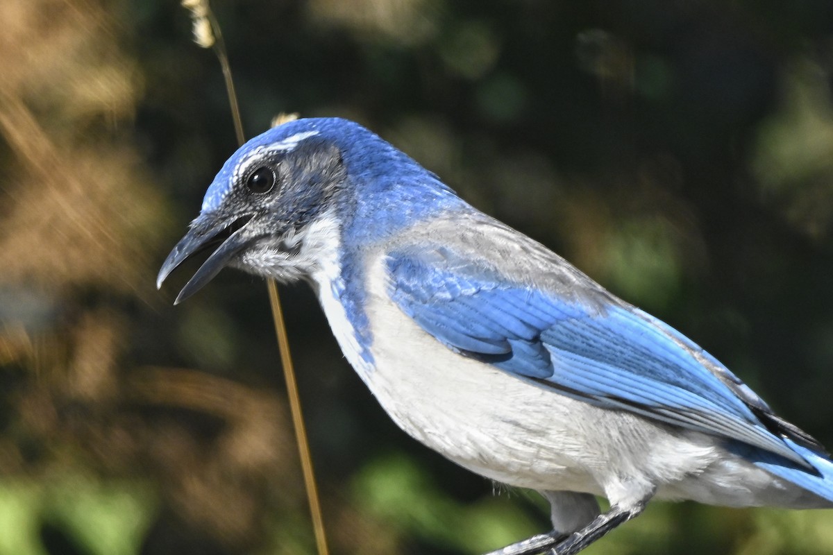 California Scrub-Jay - ML642069831