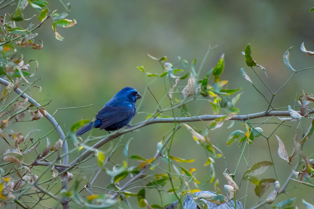 Ultramarine Grosbeak - ML642069840