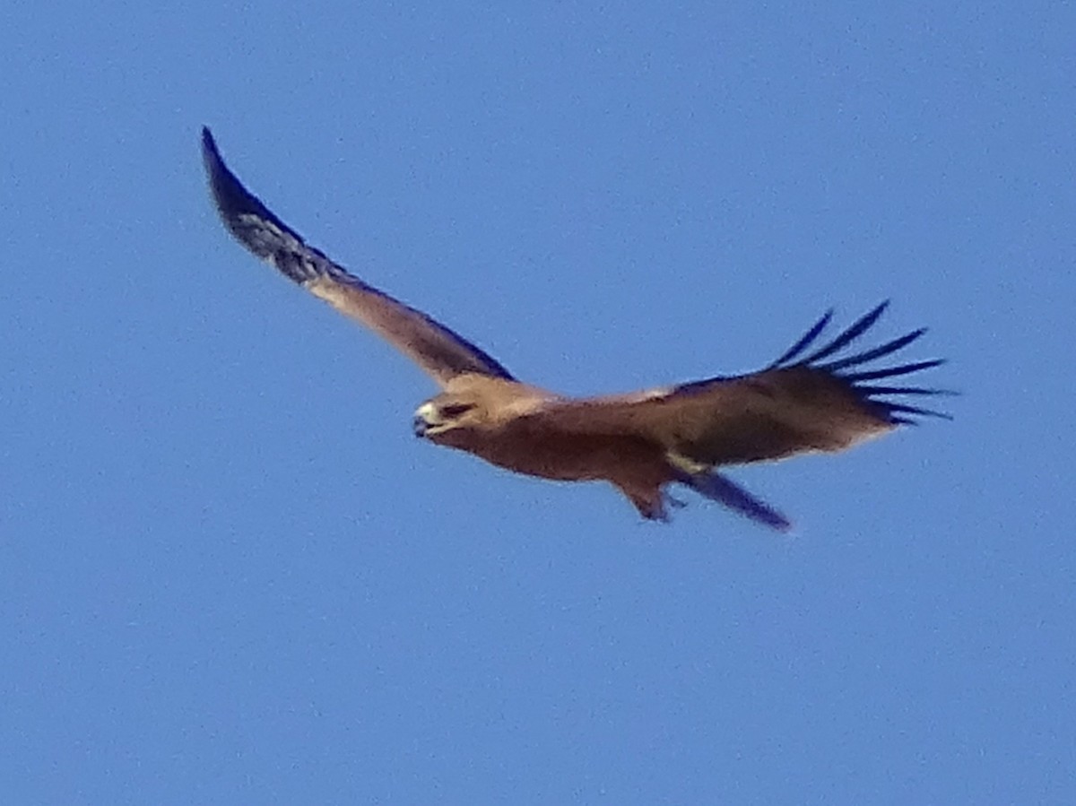 Aquila imperiale iberica - ML642069841