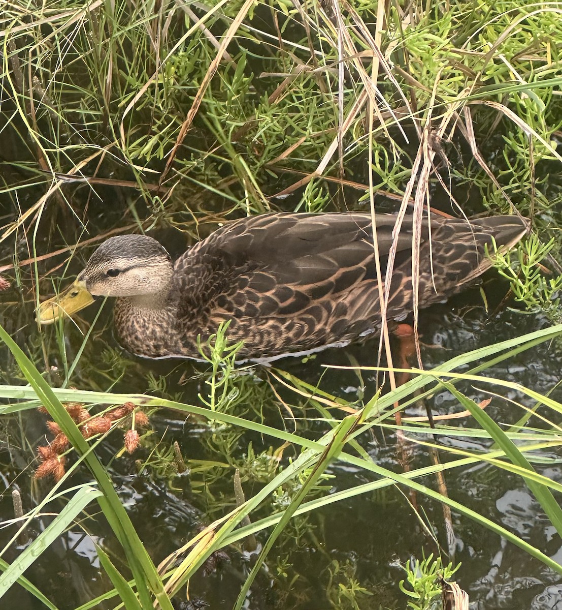 Mottled Duck - ML642069845