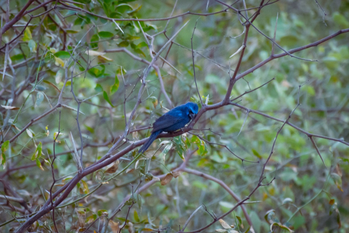 Ultramarine Grosbeak - ML642069848