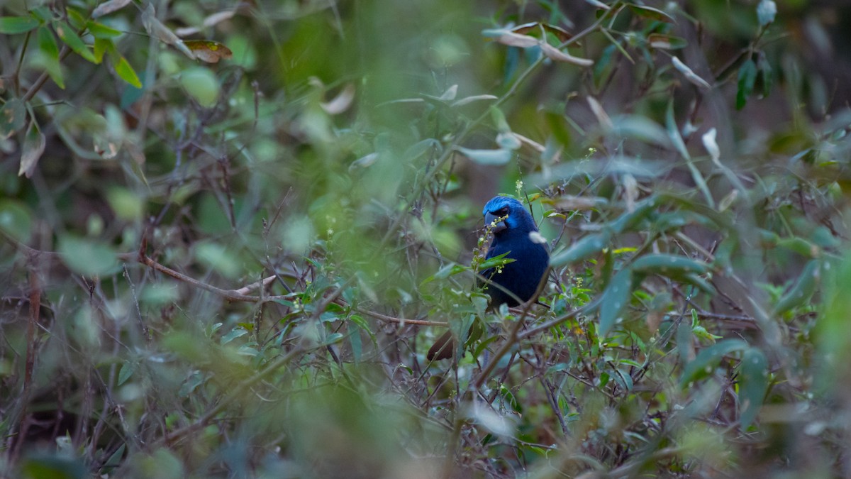 Ultramarine Grosbeak - ML642069850