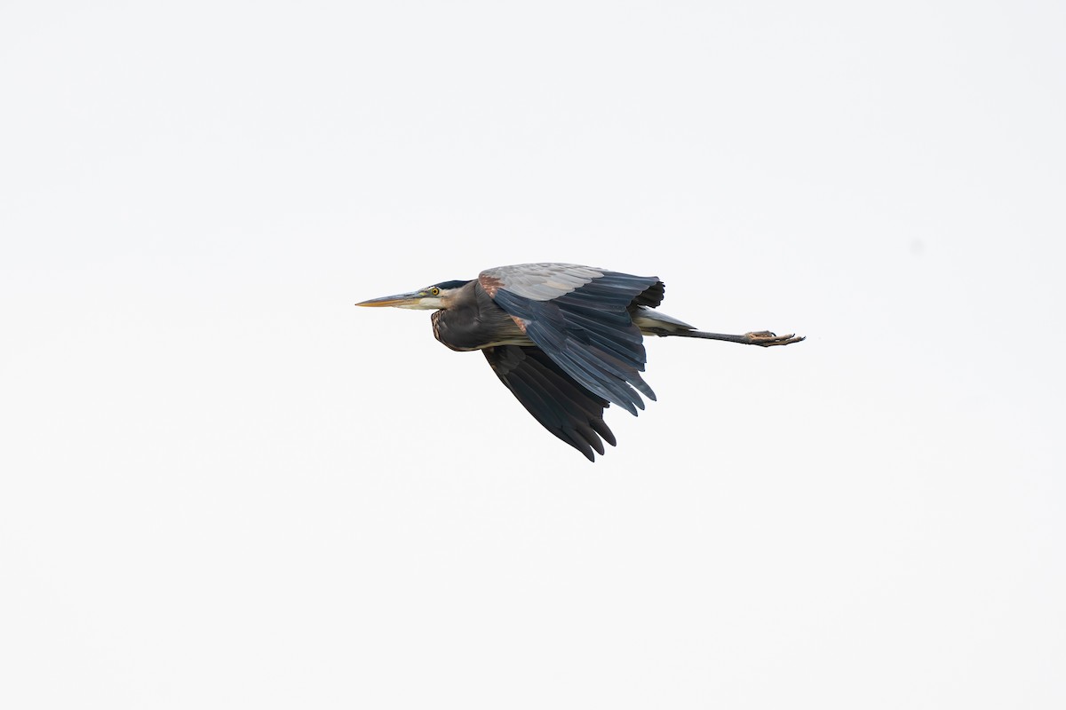 Great Blue Heron - ML642069852