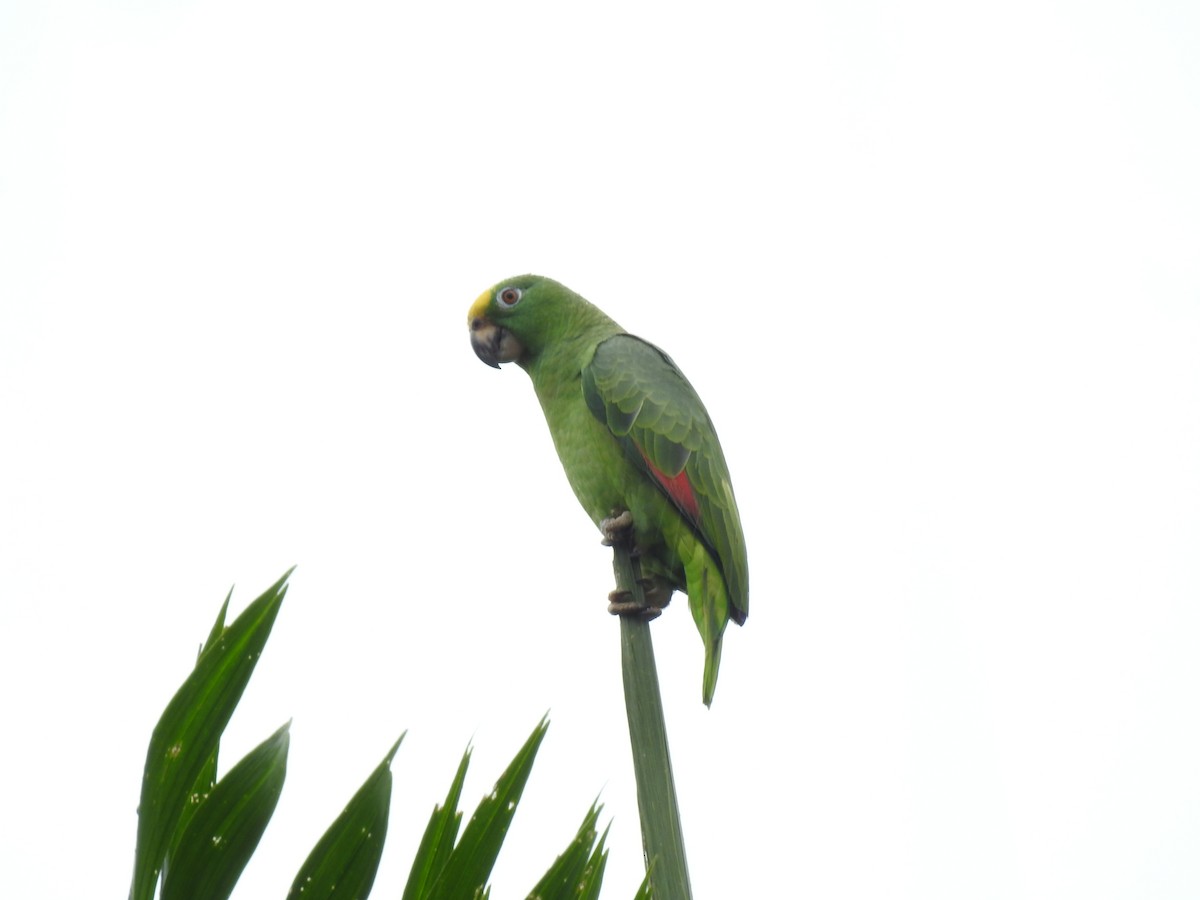 Yellow-crowned Amazon - ML642069853