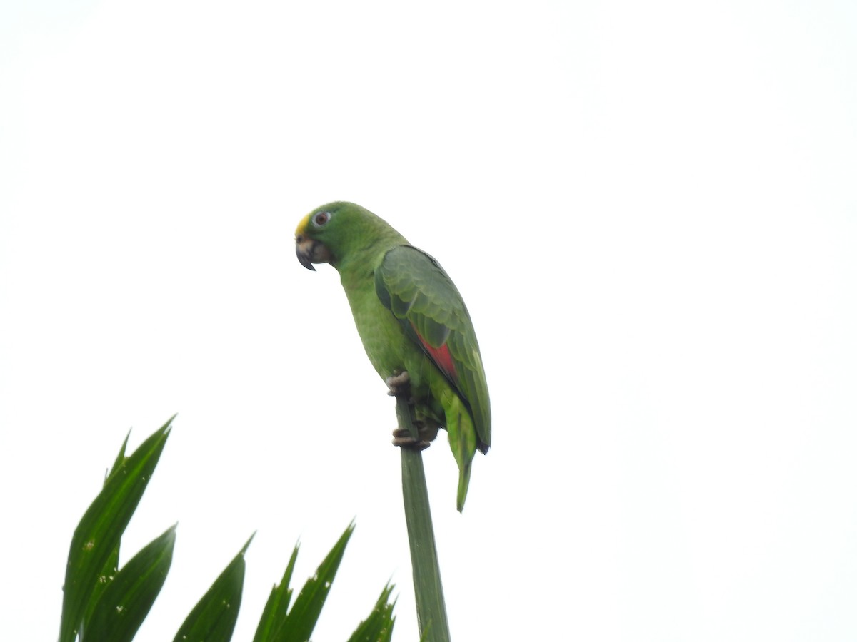 Yellow-crowned Amazon - ML642069854