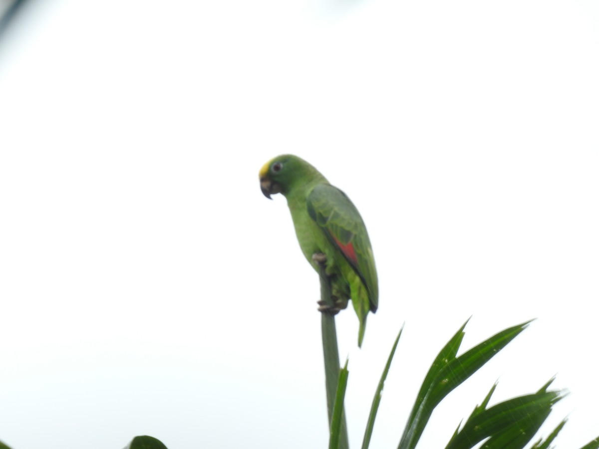Yellow-crowned Amazon - ML642069855