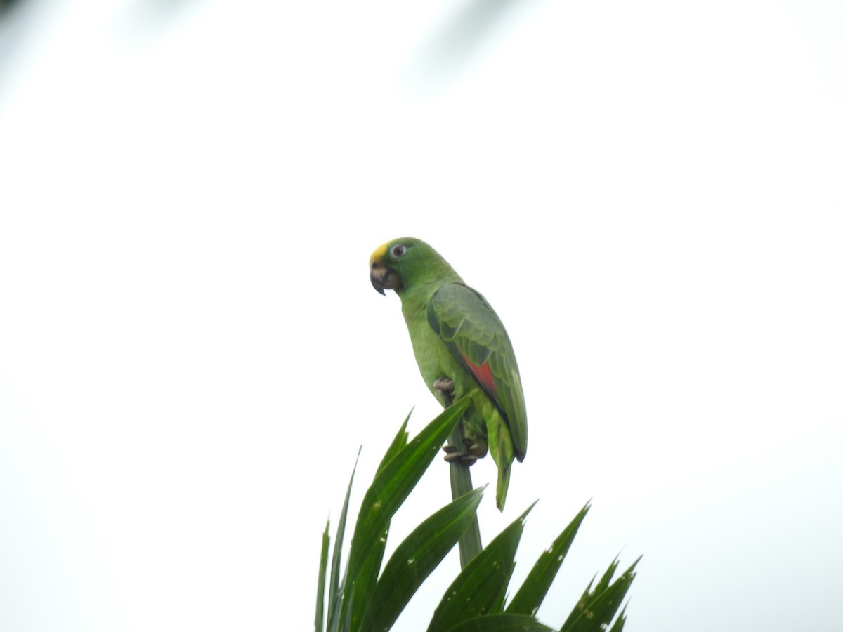 Yellow-crowned Amazon - ML642069856