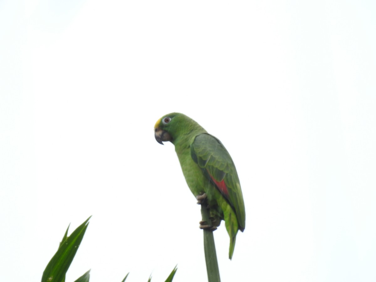 Yellow-crowned Amazon - ML642069857