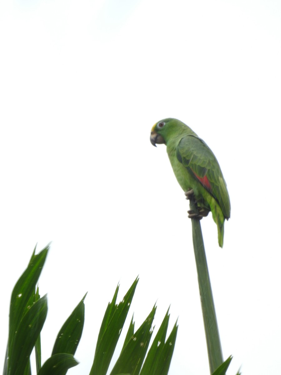 Yellow-crowned Amazon - ML642069858