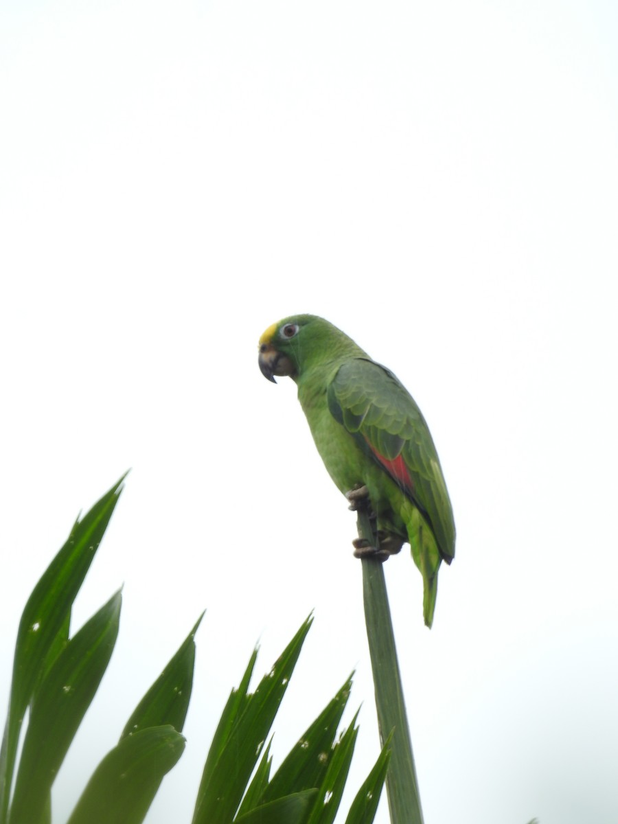 Yellow-crowned Amazon - ML642069860