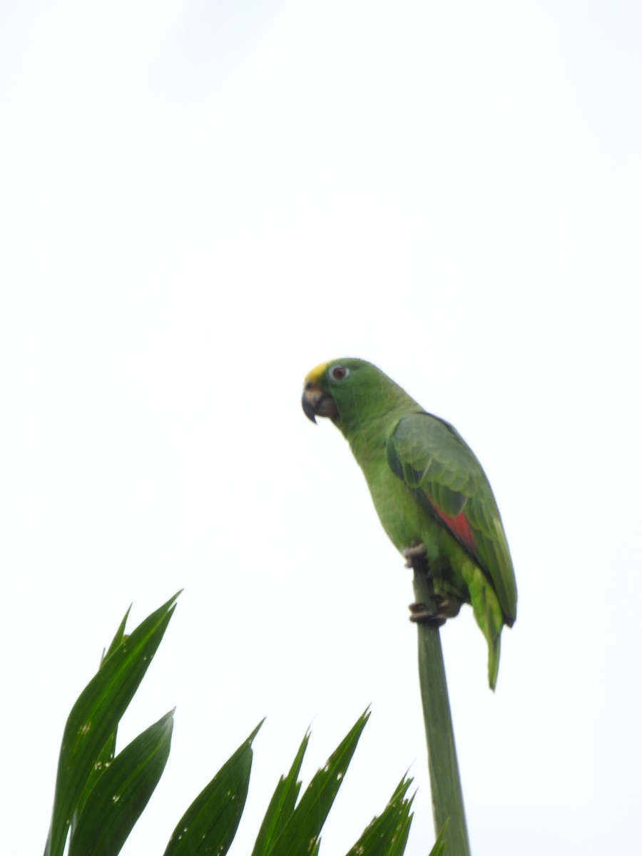 Yellow-crowned Amazon - ML642069861