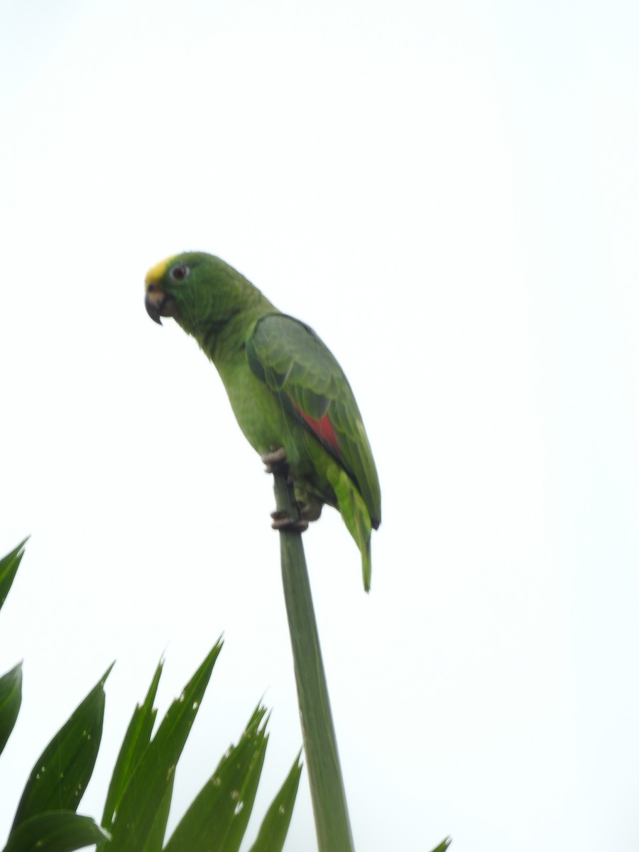 Yellow-crowned Amazon - ML642069862