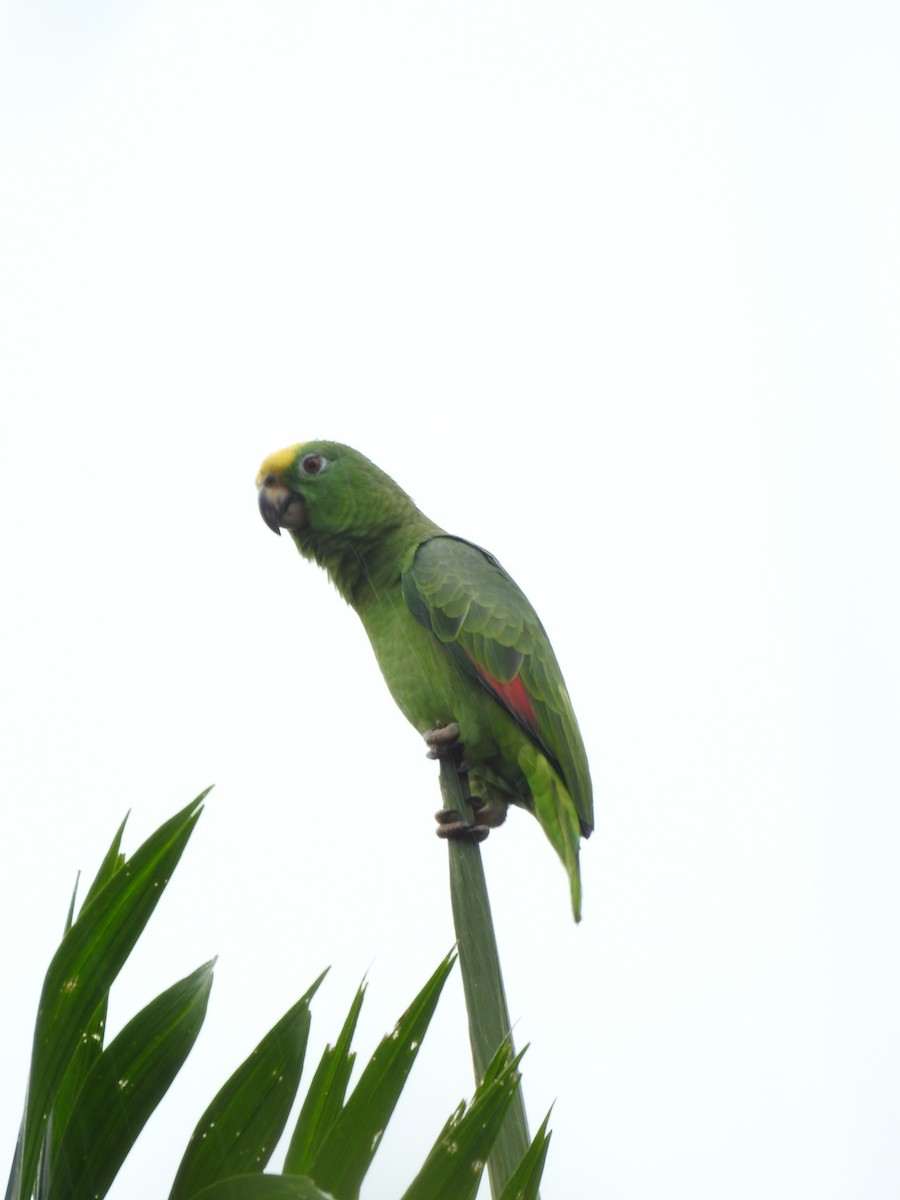 Yellow-crowned Amazon - ML642069863