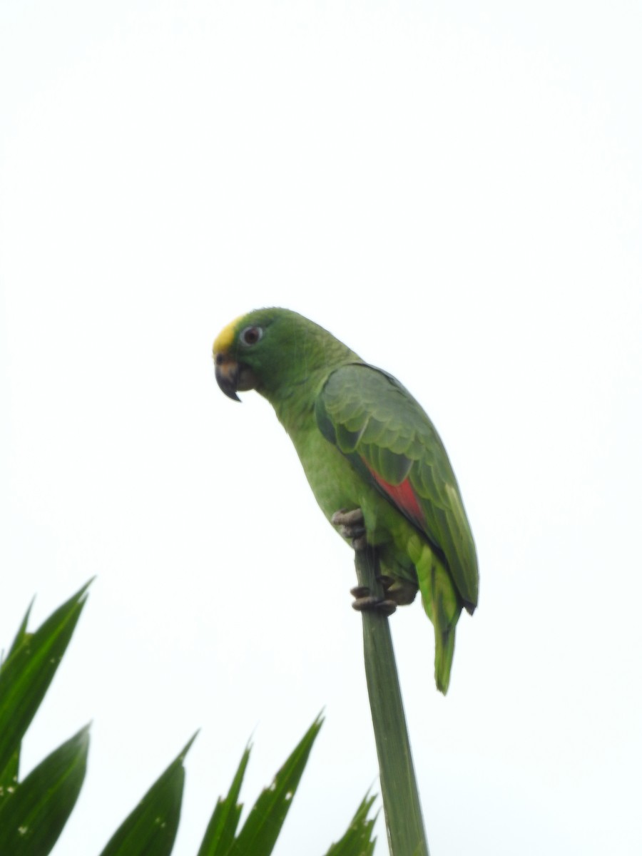 Yellow-crowned Amazon - ML642069864