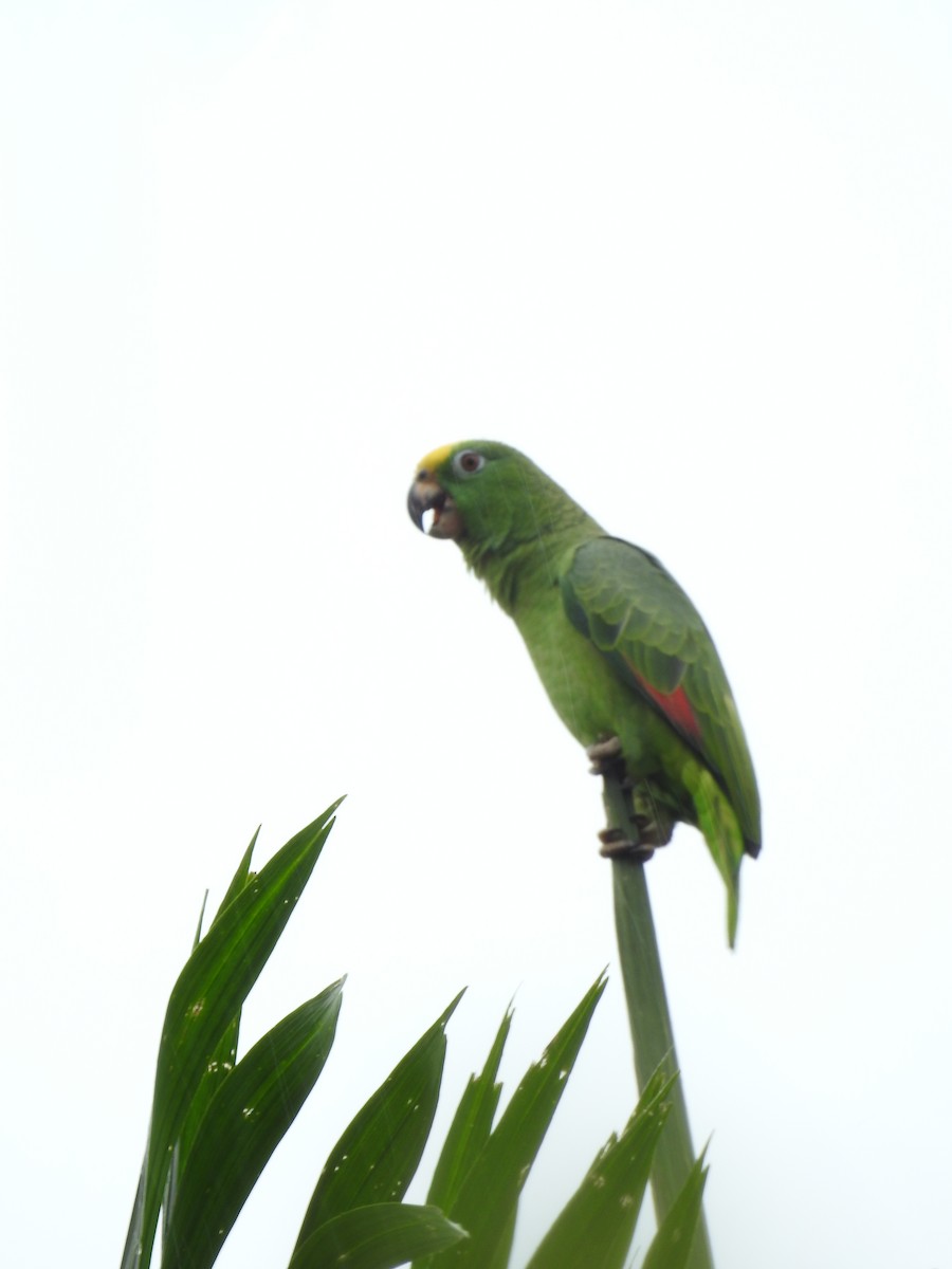 Yellow-crowned Amazon - ML642069865