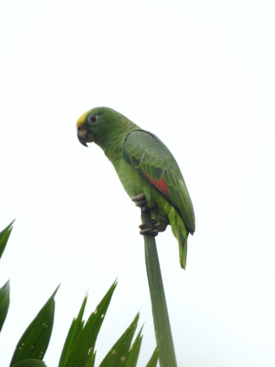 Yellow-crowned Amazon - ML642069866