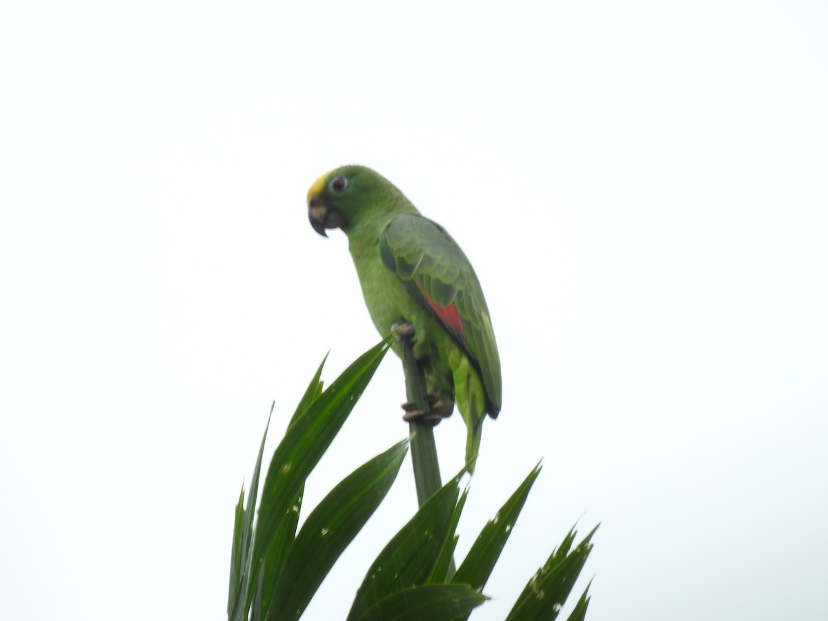 Yellow-crowned Amazon - ML642069867