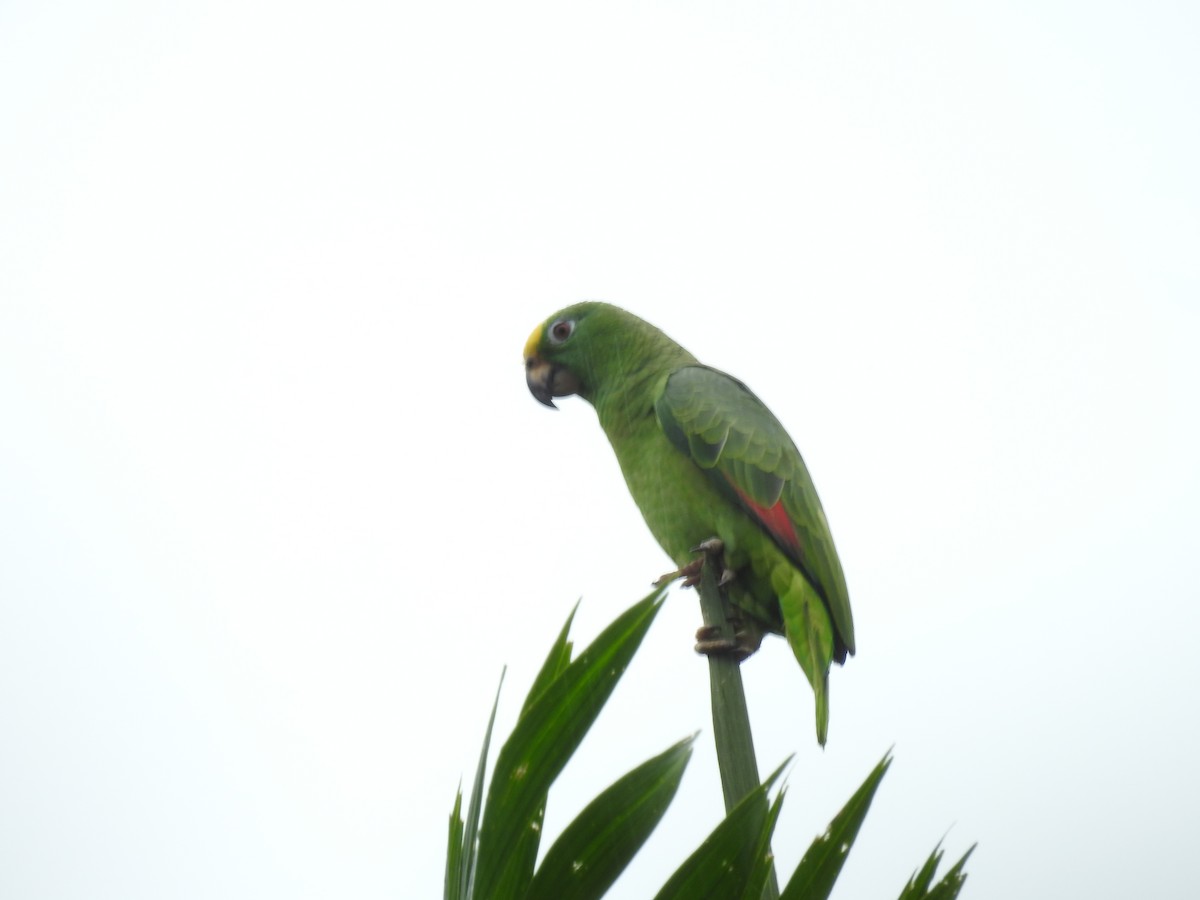 Yellow-crowned Amazon - ML642069868