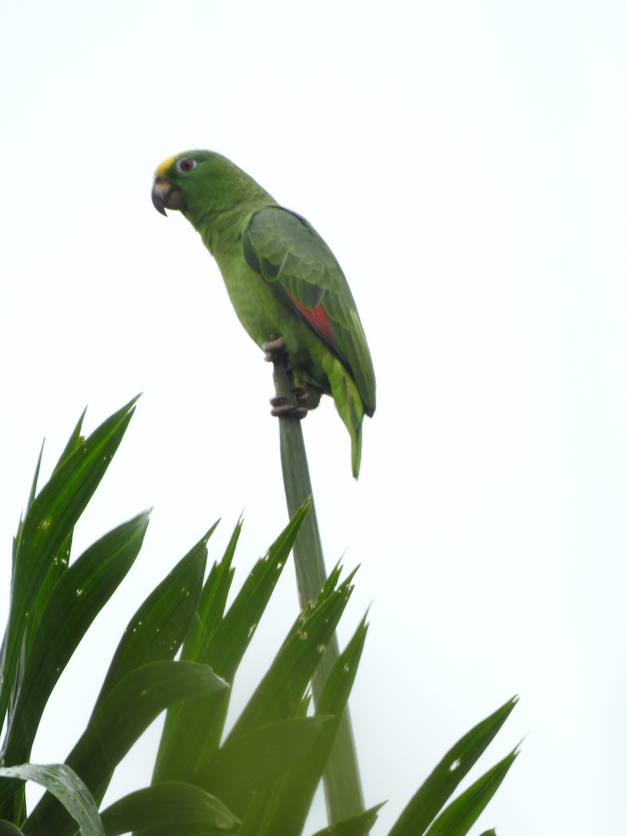 Yellow-crowned Amazon - ML642069869