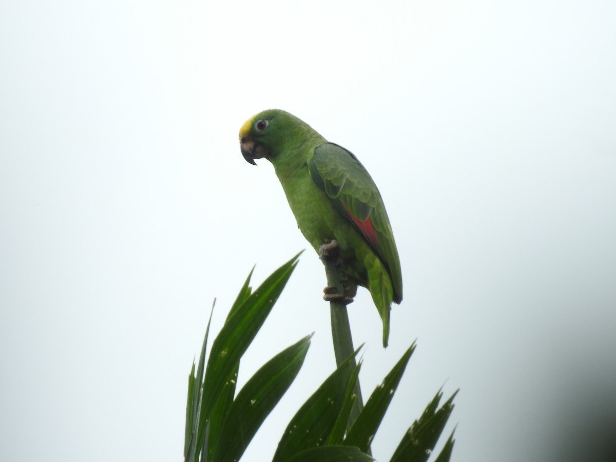 Yellow-crowned Amazon - ML642069870