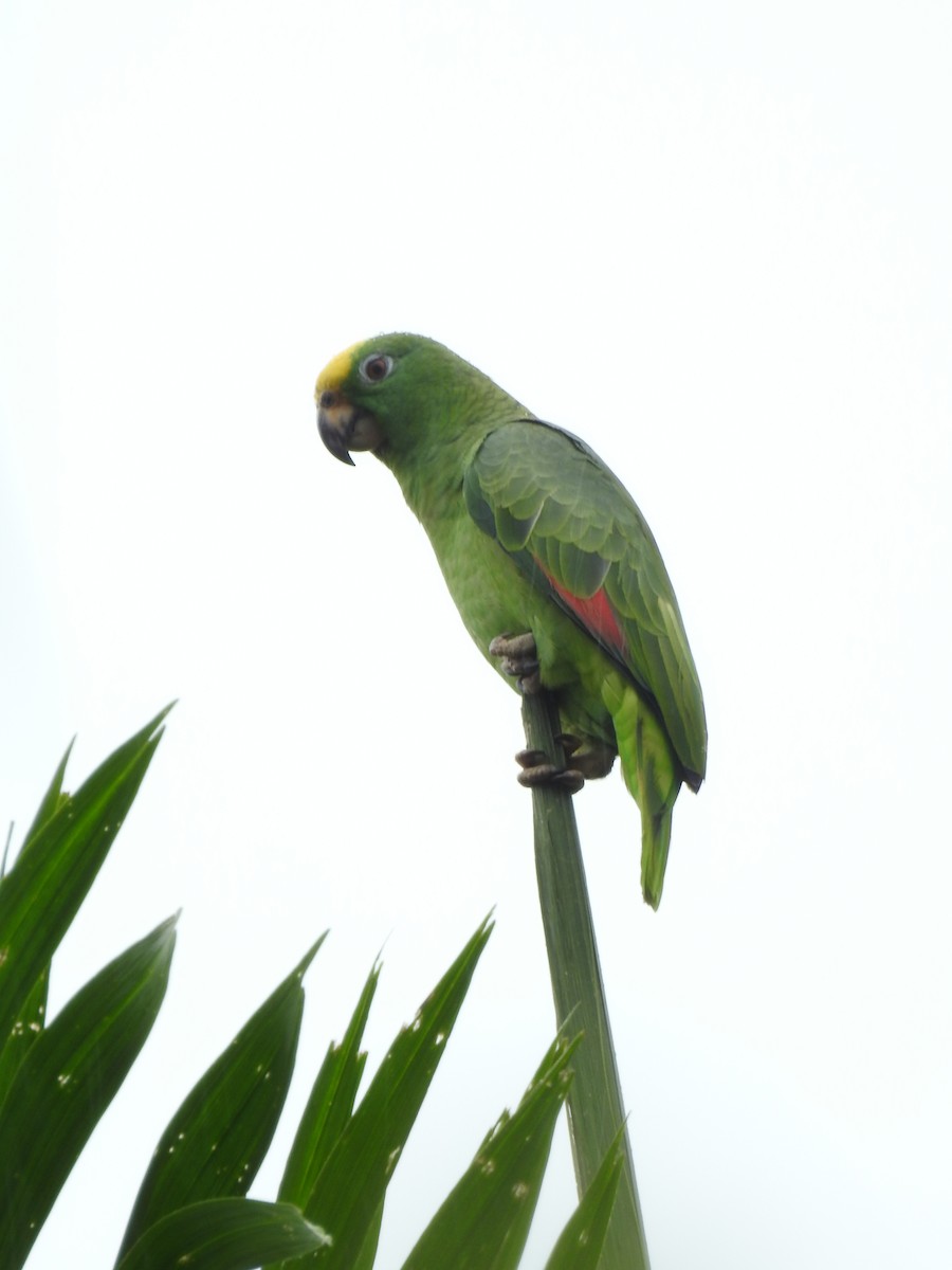 Yellow-crowned Amazon - ML642069871