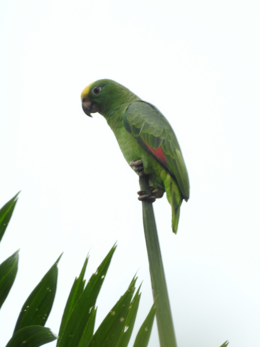 Yellow-crowned Amazon - ML642069872