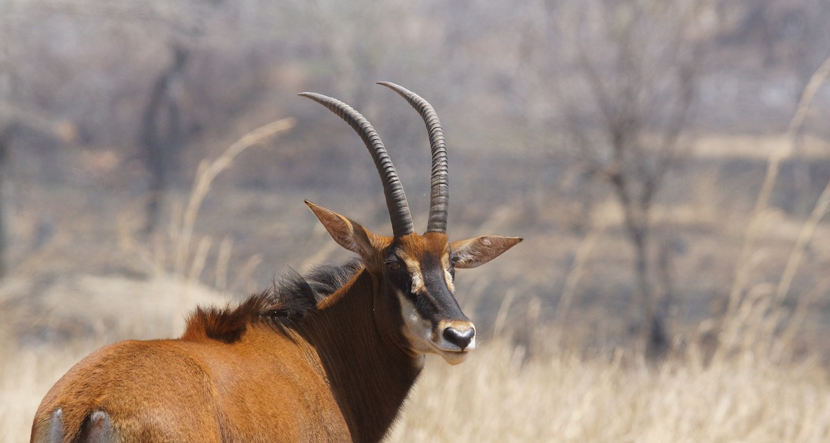 Sable Antelope - ML642069873