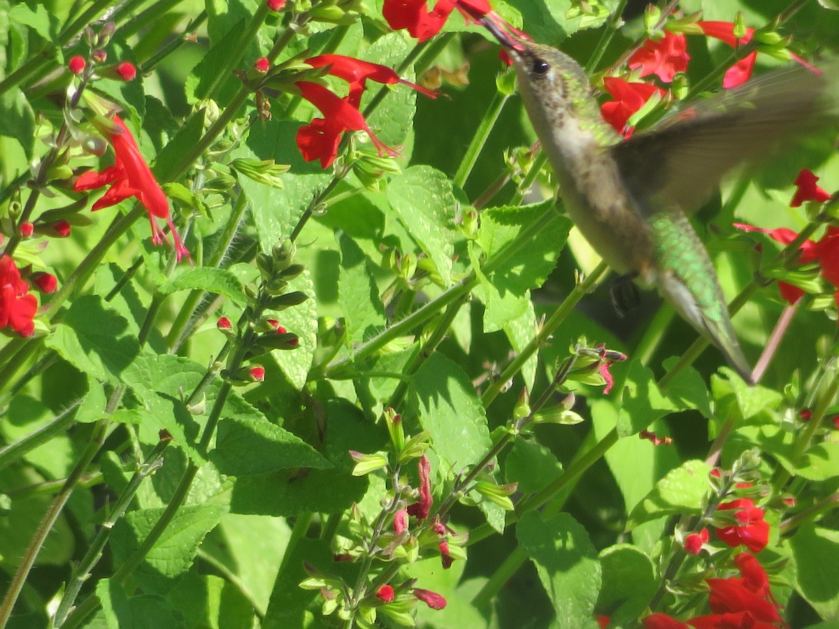 Ruby-throated/Black-chinned Hummingbird - ML642069875