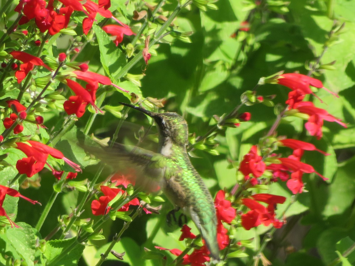 Ruby-throated/Black-chinned Hummingbird - ML642069876