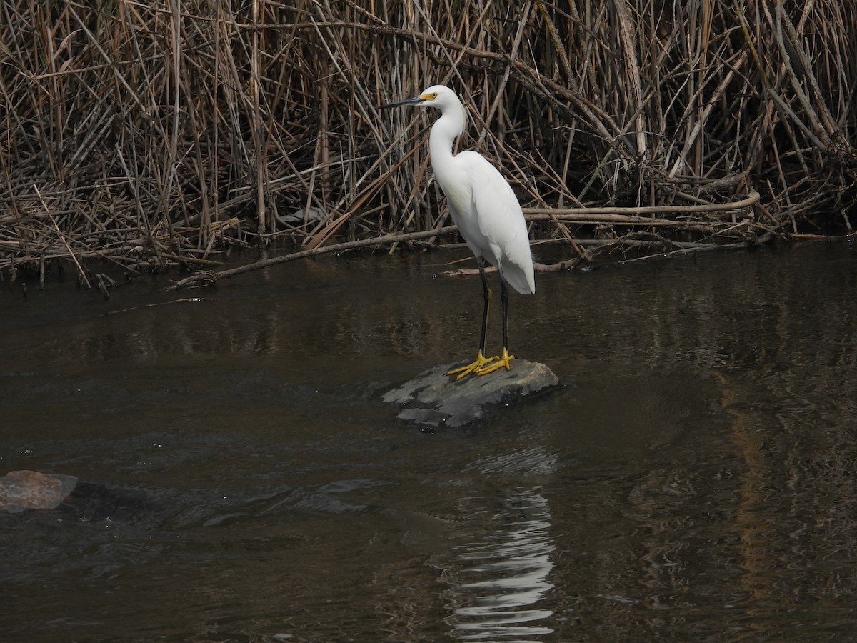 Snowy Egret - ML642069877