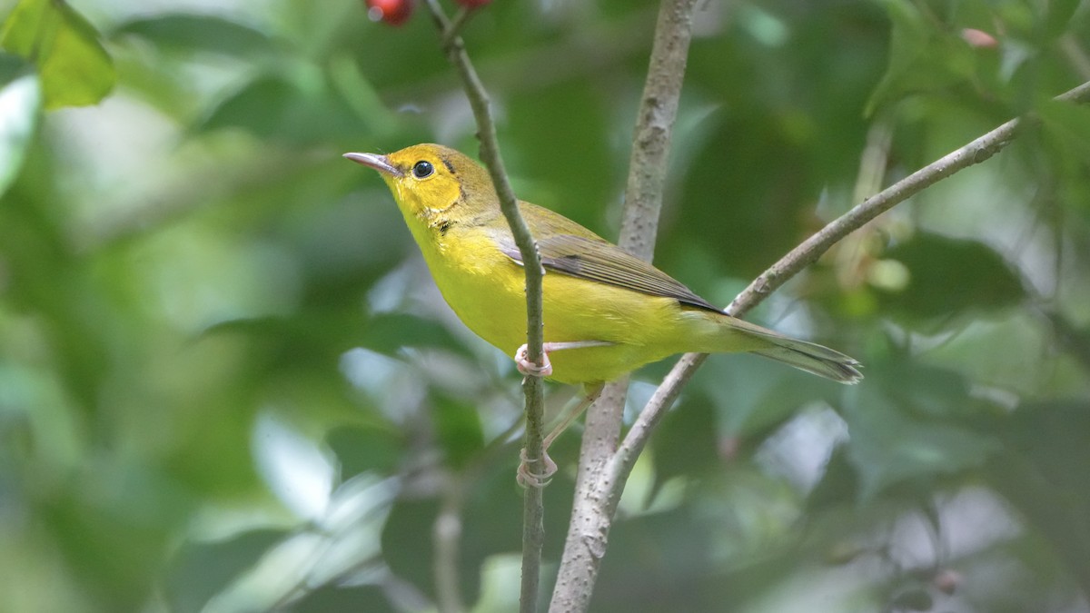 Hooded Warbler - ML642069882