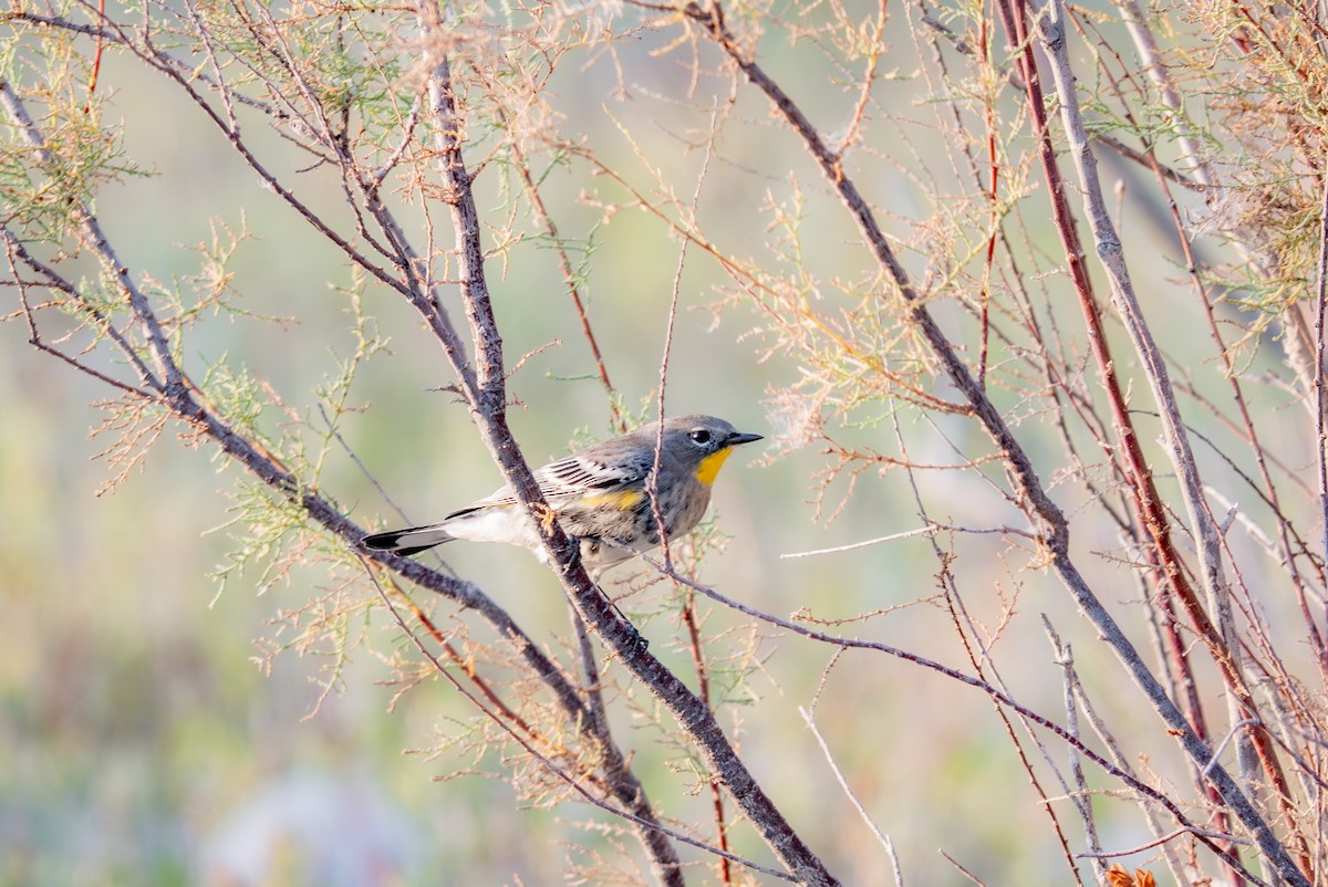 Yellow-rumped Warbler (Audubon's) - ML642069885