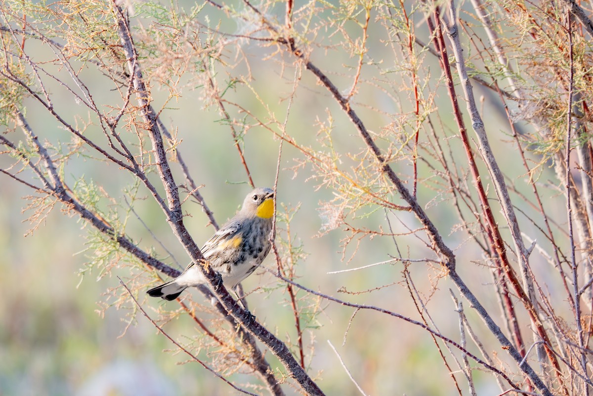 Yellow-rumped Warbler (Audubon's) - ML642069886